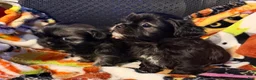 Shih Tzu dogs for sale: Shih Tzu 3 - Ad 5