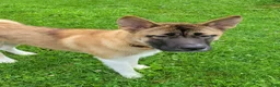 Akita dogs for sale: Akita 1 - Ad 3