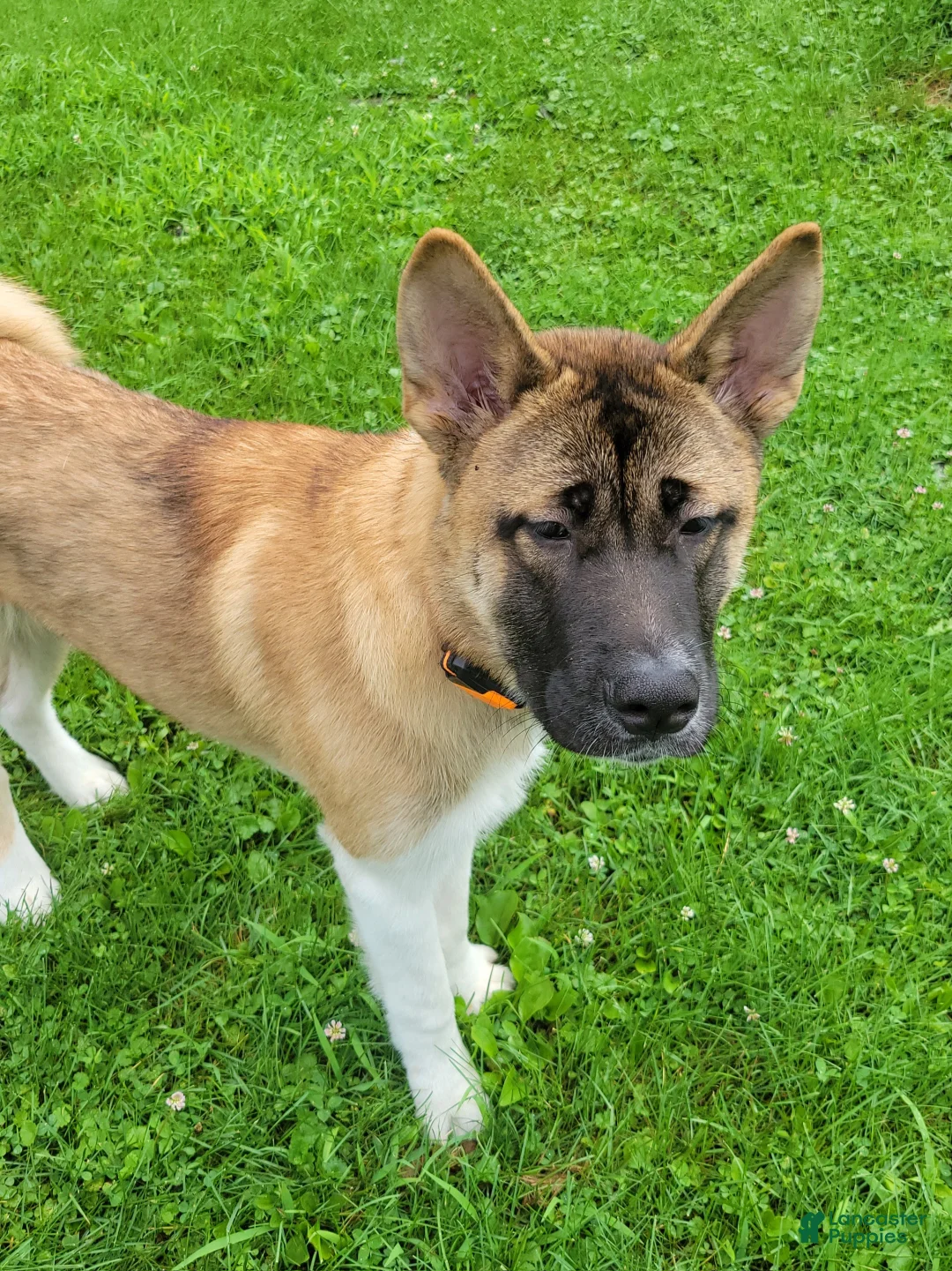 Akita dogs for sale: Akita 1 - Ad 3