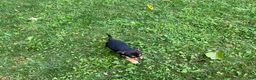 Chihuahua dogs for sale: Waylon - Ad 5