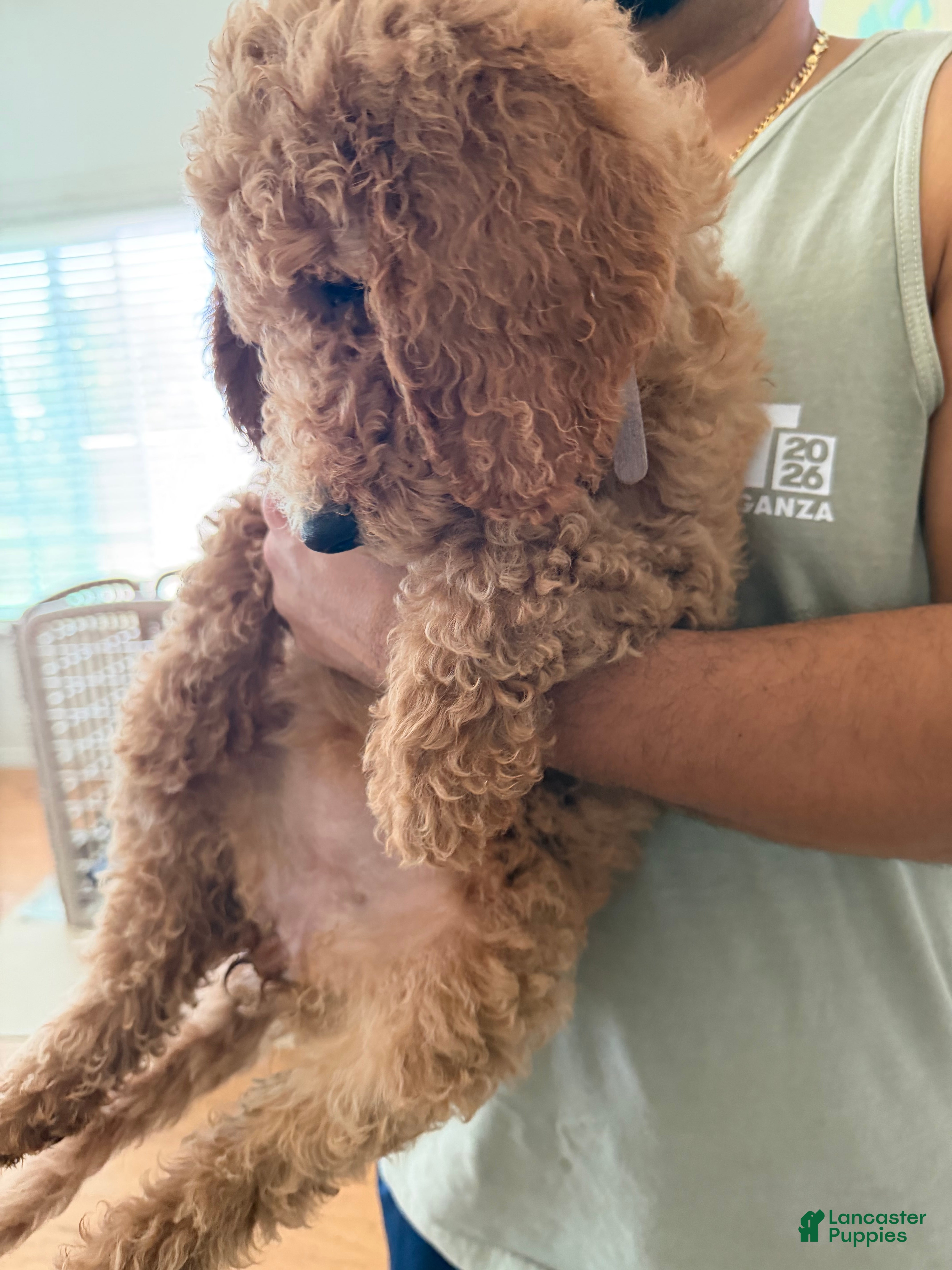 Labradoodle dogs Labradoodle 2 - Ad 2