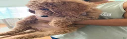 Labradoodle dogs for sale: Labradoodle 2 - Ad 2