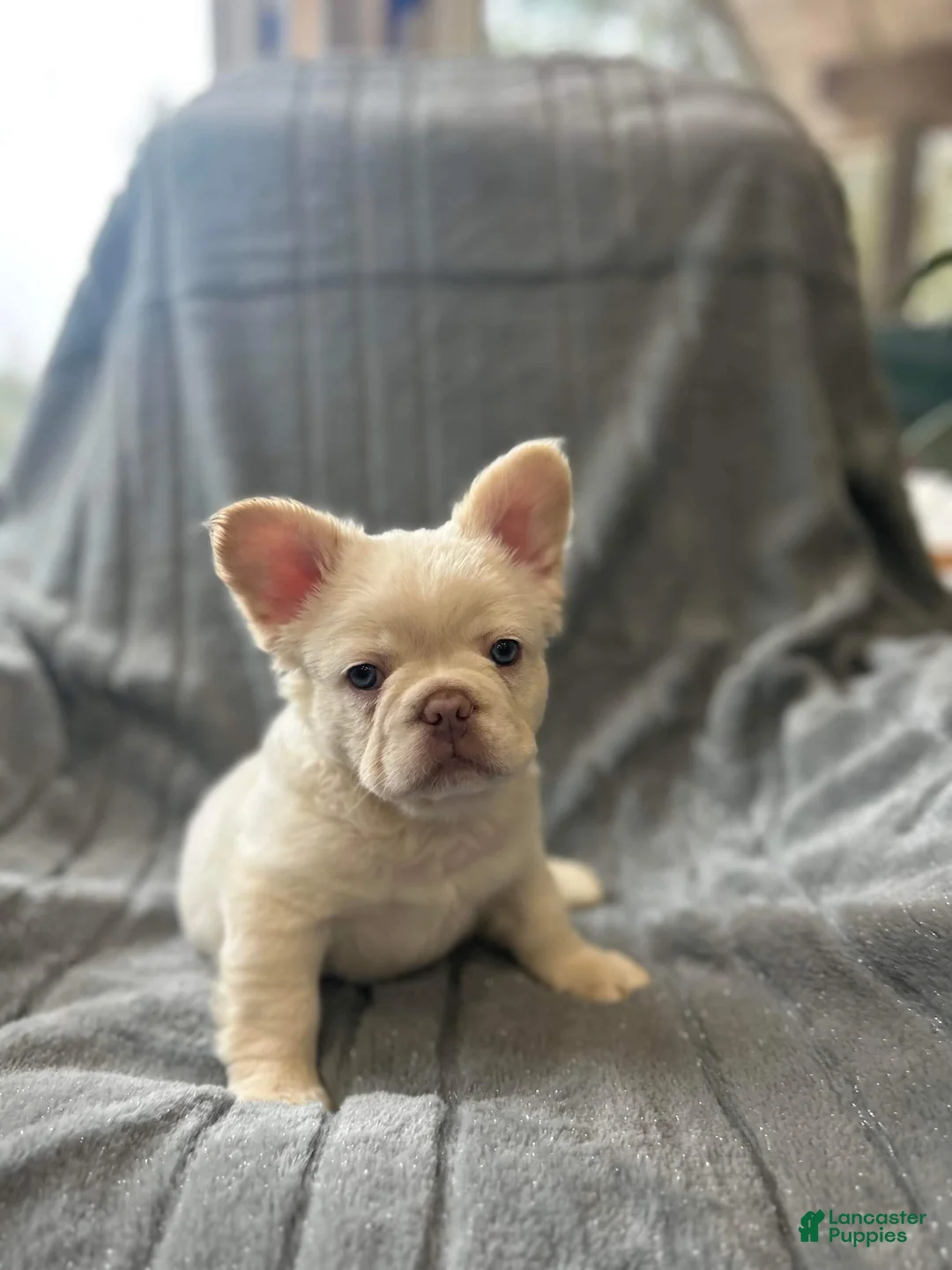 French Bulldog dogs for sale: Marvin - Ad 2