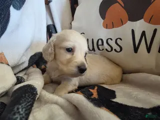 Miniature Dachshund dogs for sale: Sarah - Ad 3