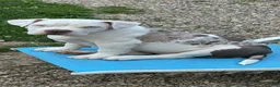 American Bulldog dogs for sale: American Bulldog 1 - Ad 1