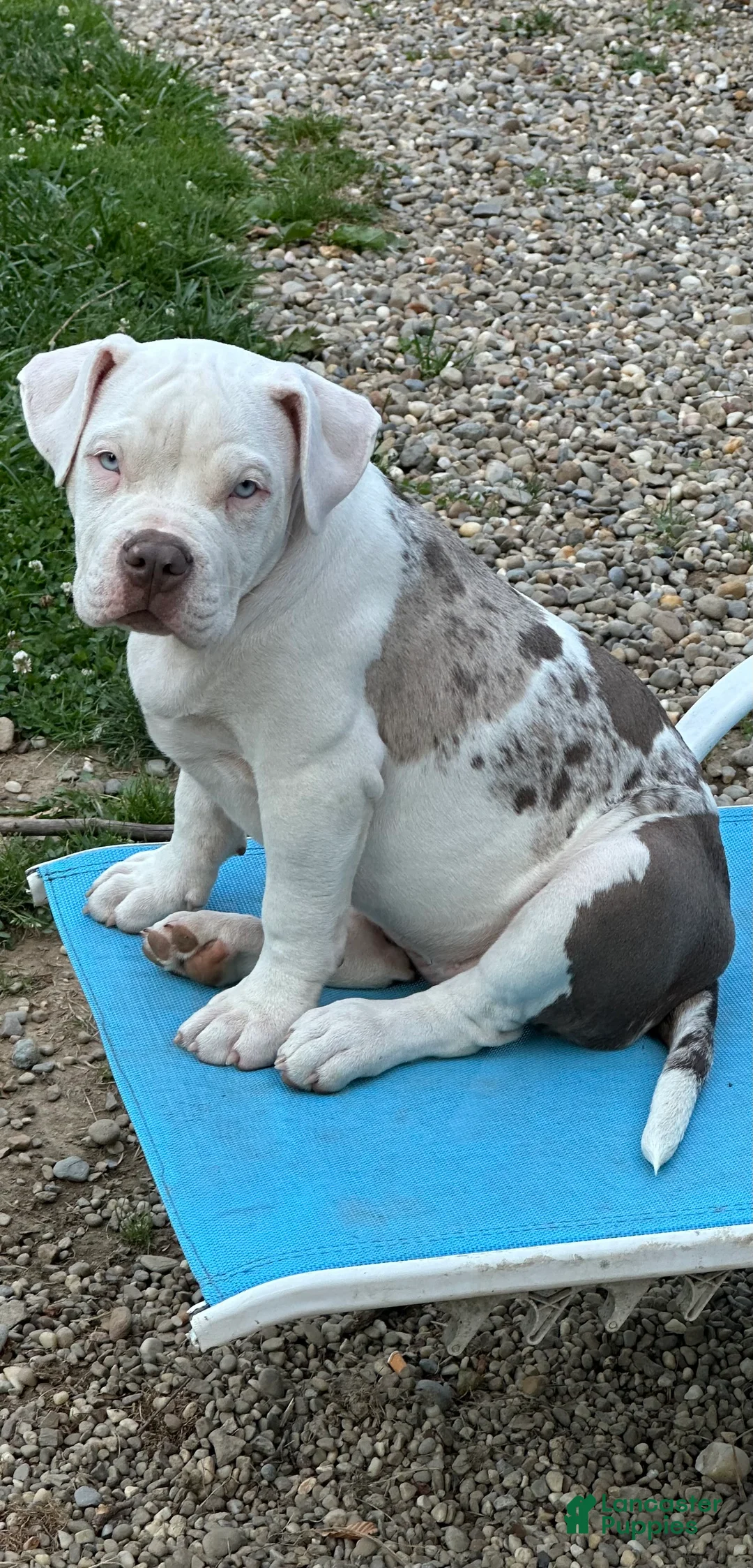 American Bulldog dogs for sale: American Bulldog 1 - Ad 1