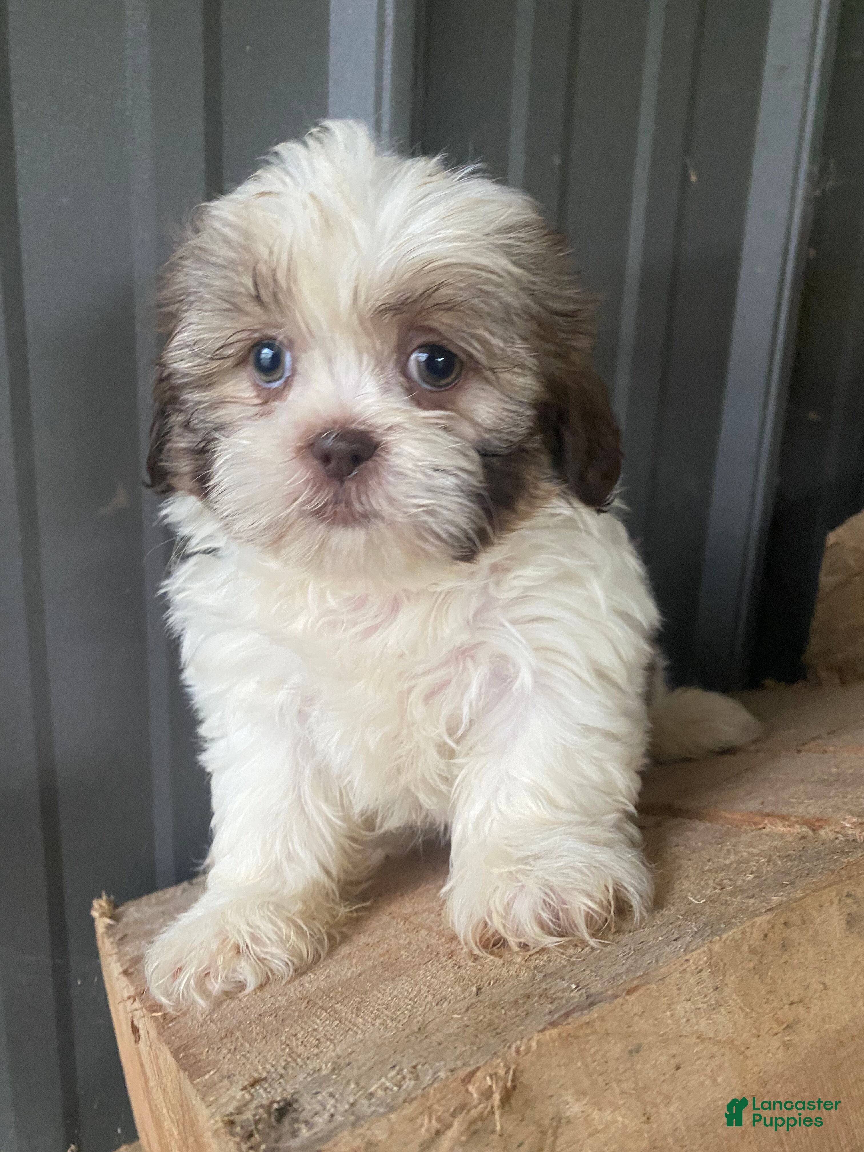 Shih Tzu dogs Diesel - Ad 1