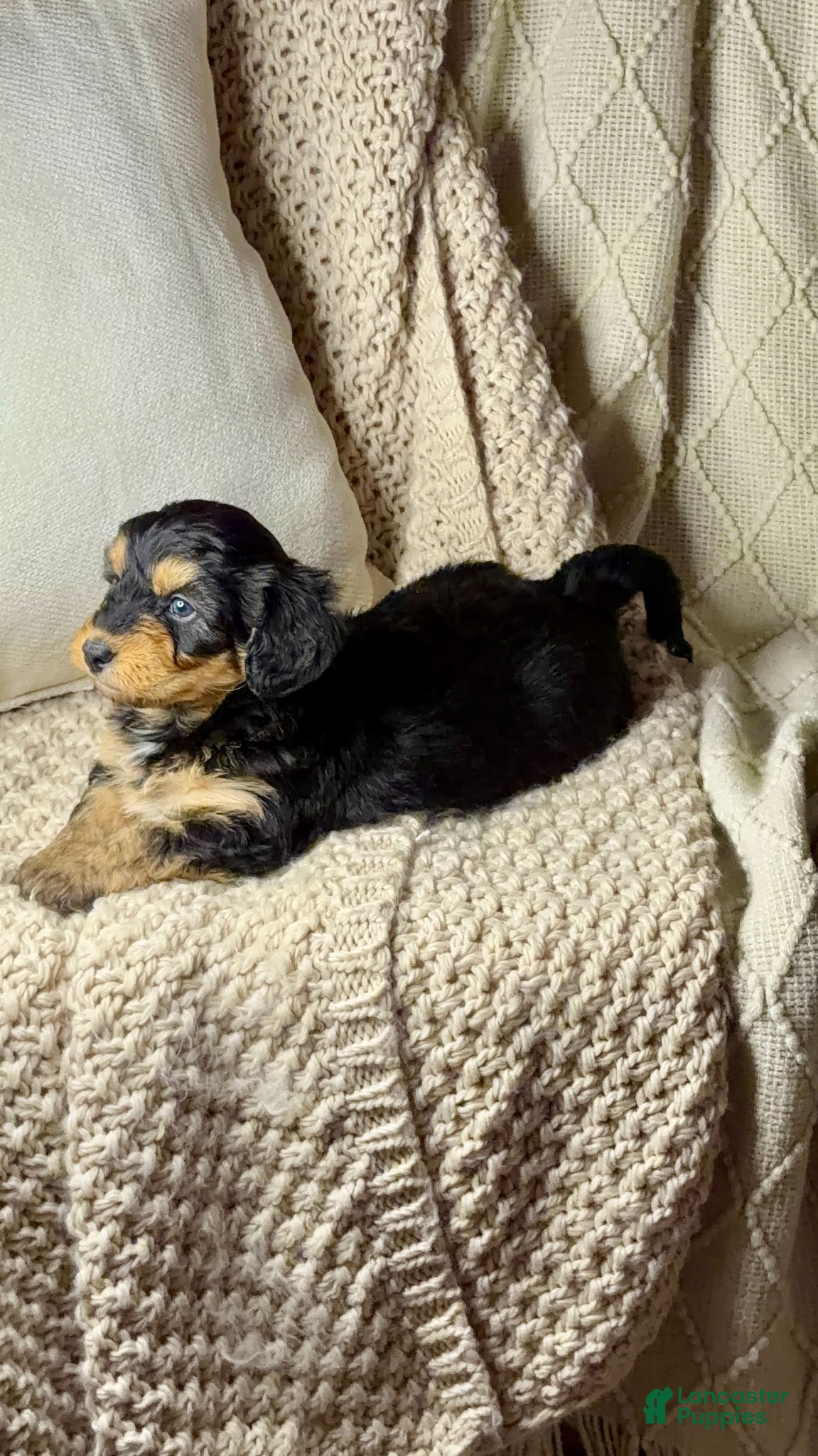 Bernedoodle dogs Charlotte, A Sweet Traditional Tri-Color Girl - Ad 2