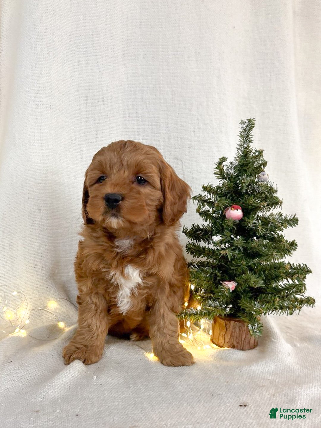 Mini Goldendoodle dogs for sale: Ivy - Ad 2