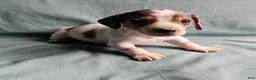 Miniature Dachshund dogs for sale: Carter - Ad 2