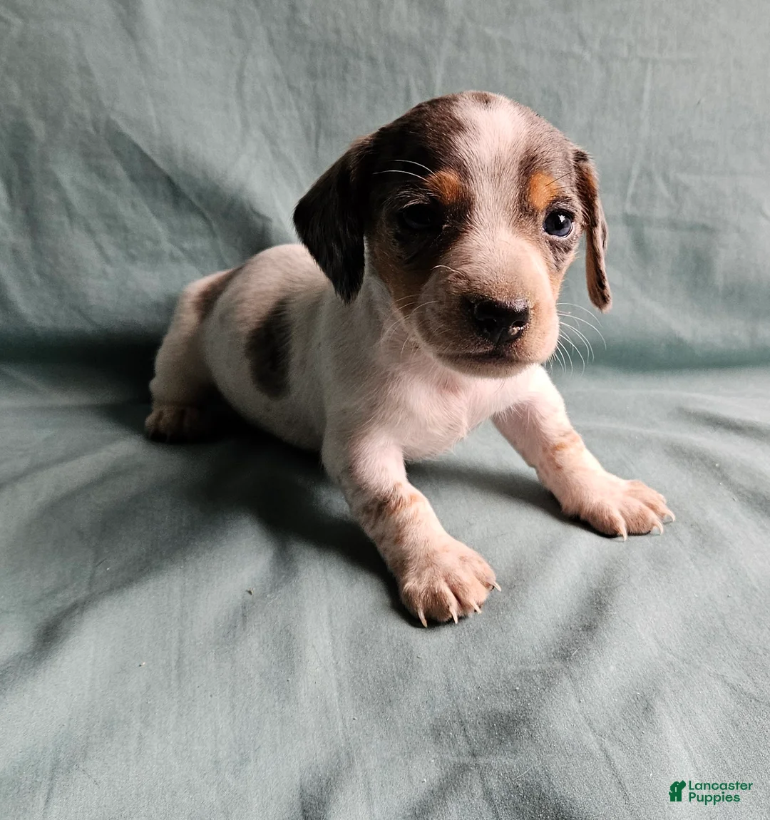 Miniature Dachshund dogs for sale: Carter - Ad 2