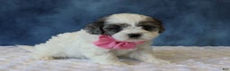Shihpoo dogs for sale: Polly - Ad 3