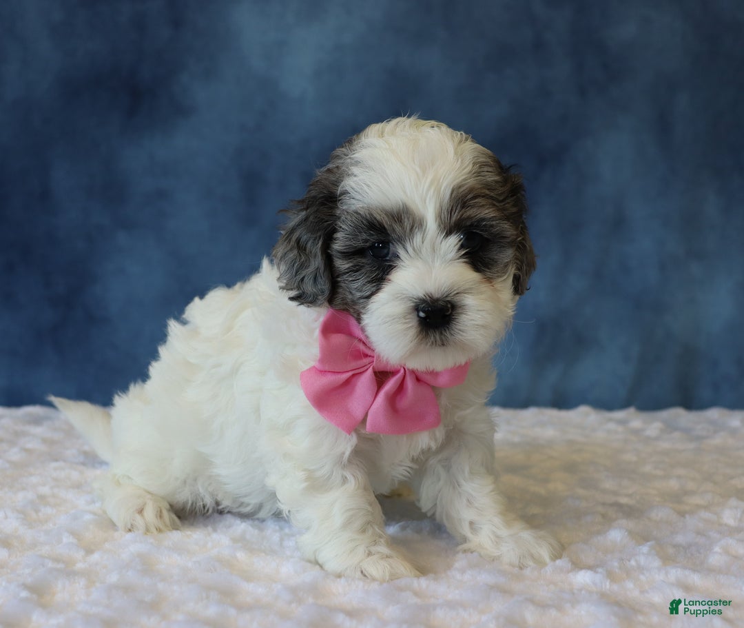 Shihpoo dogs for sale: Polly - Ad 3