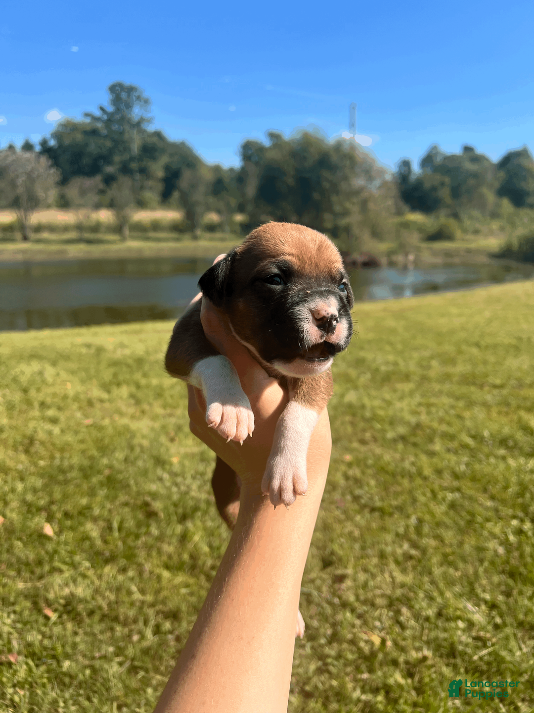 Boxer dogs for sale: AKC Boxer - Female 1 - Ad 2