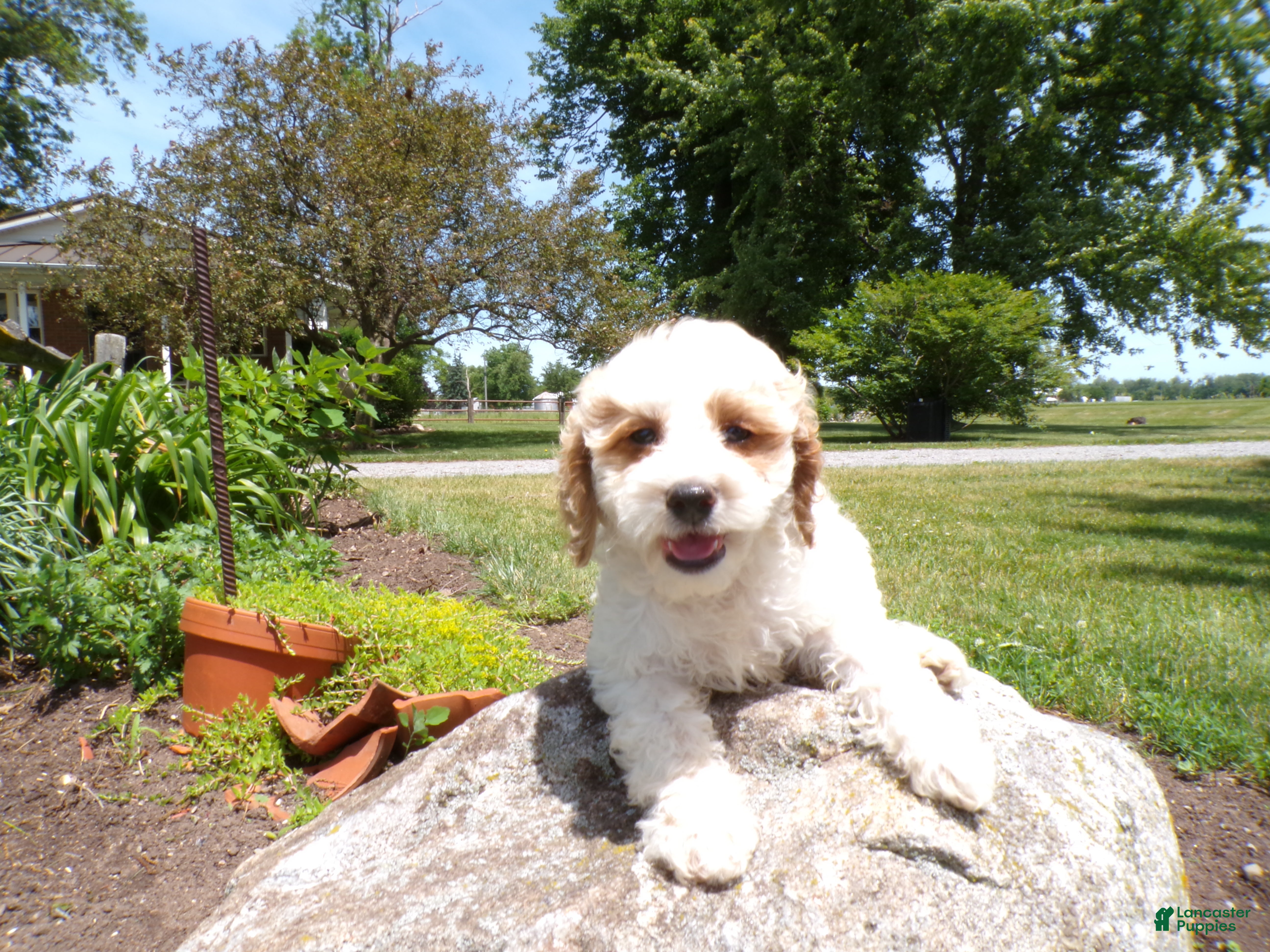 Cockapoo dogs Callie - Ad 2
