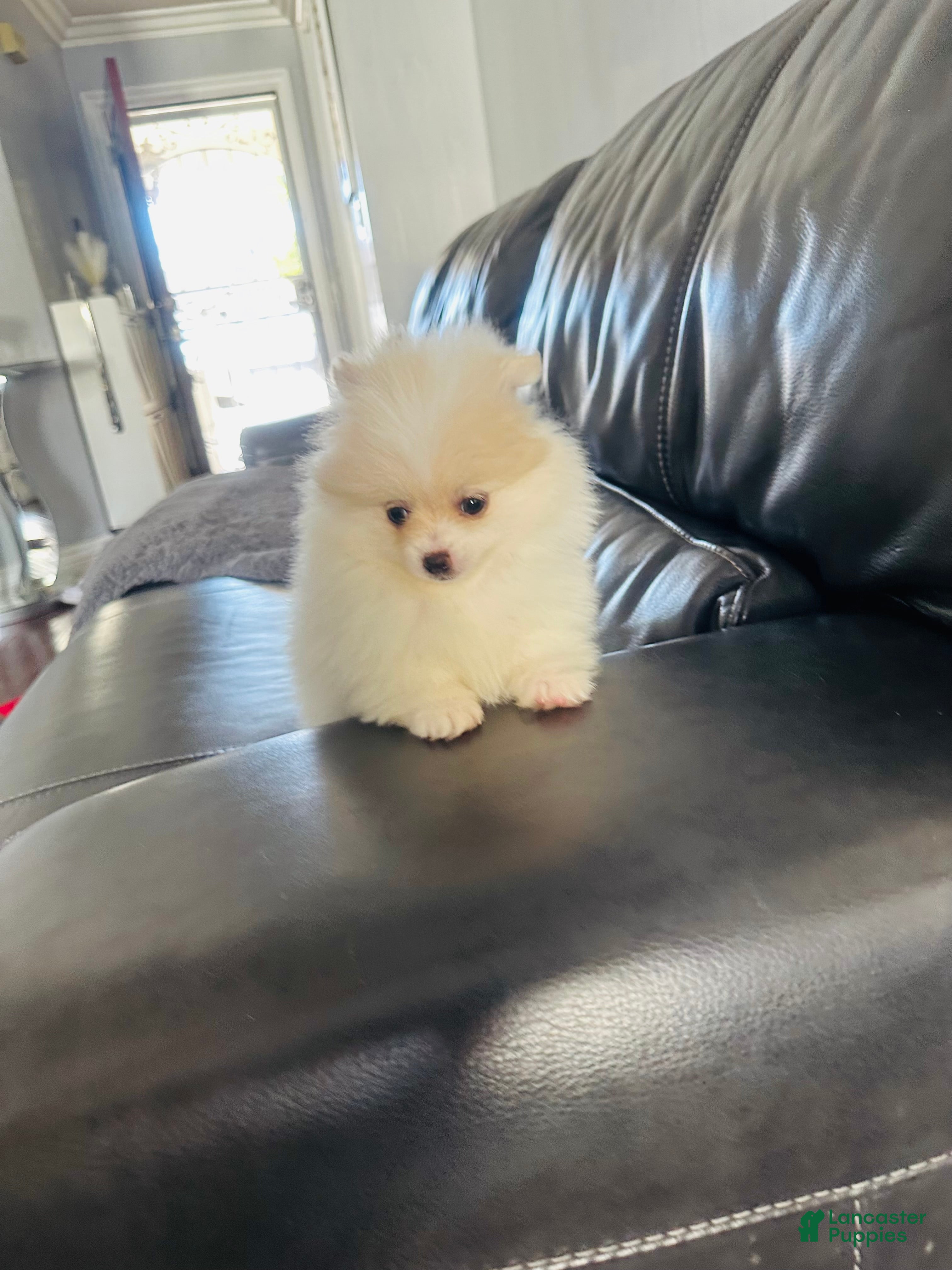 Pomeranian dogs Pomeranian Puppy 2 - Ad 1