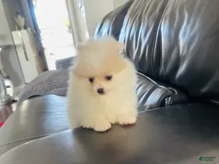 Pomeranian dogs for sale: Pomeranian Puppy 2 - Ad 2