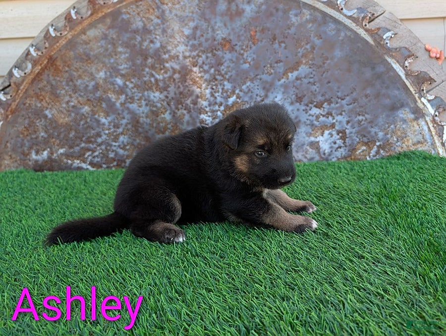 German Shepherd dogs Ashley - Ad 2