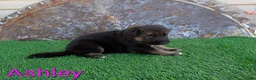 German Shepherd dogs for sale: Ashley - Ad 2