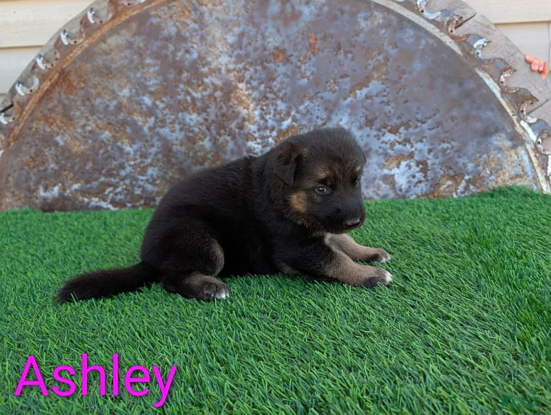 German Shepherd dogs for sale: Ashley - Ad 2