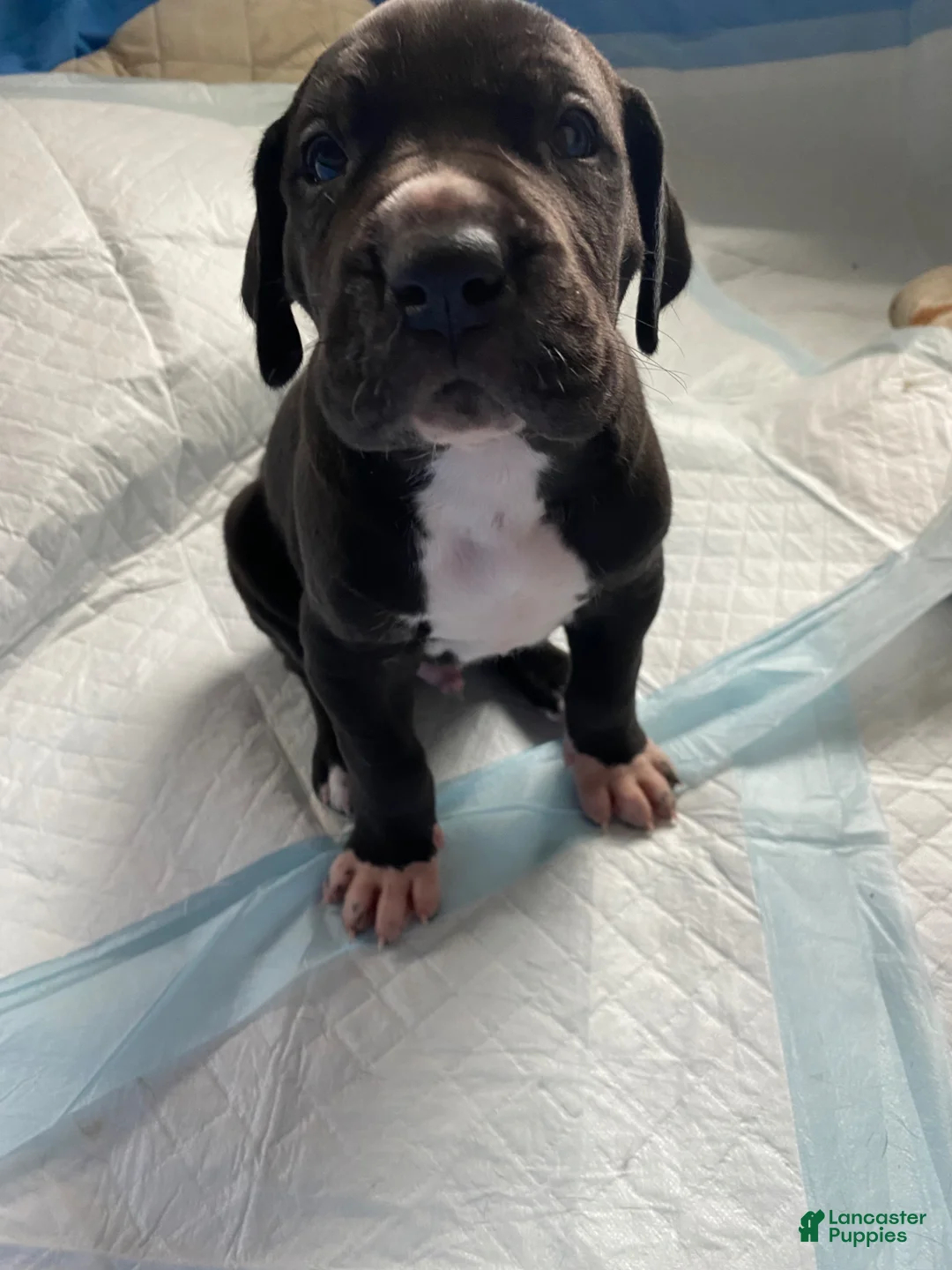 Great Dane dogs for sale: Baxter🥰 - Ad 1