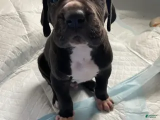 Great Dane dogs for sale: Baxterš„° - Ad 4