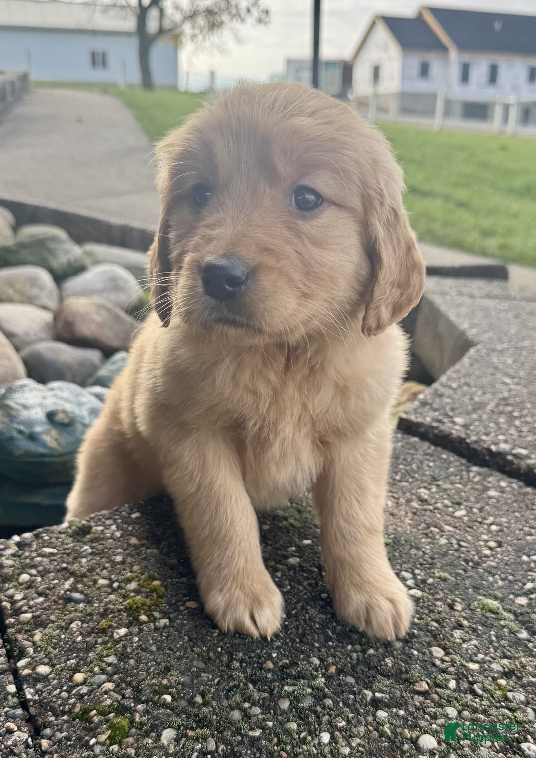 Golden Retriever dogs for sale: Pearl - Ad 6