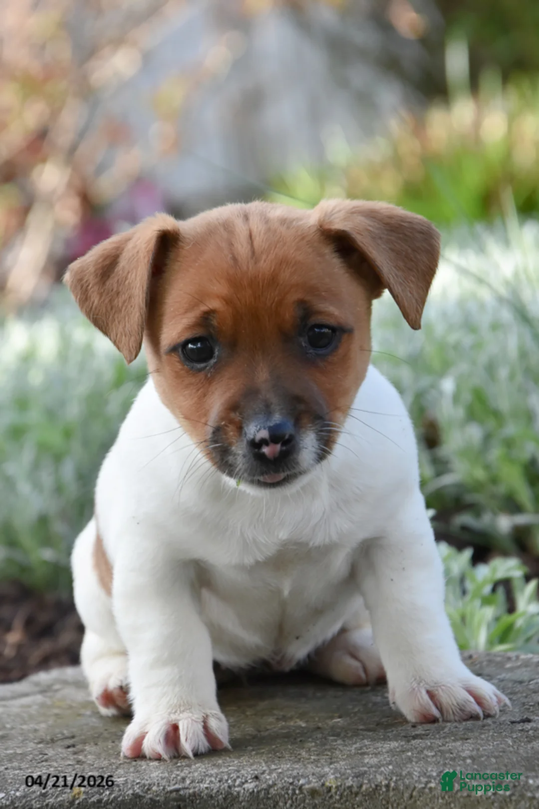 Jack Russell Terrier dogs for sale: Jessie - Ad 1