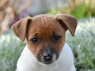 Jack Russell Terrier dogs for sale: Jessie - Ad 2