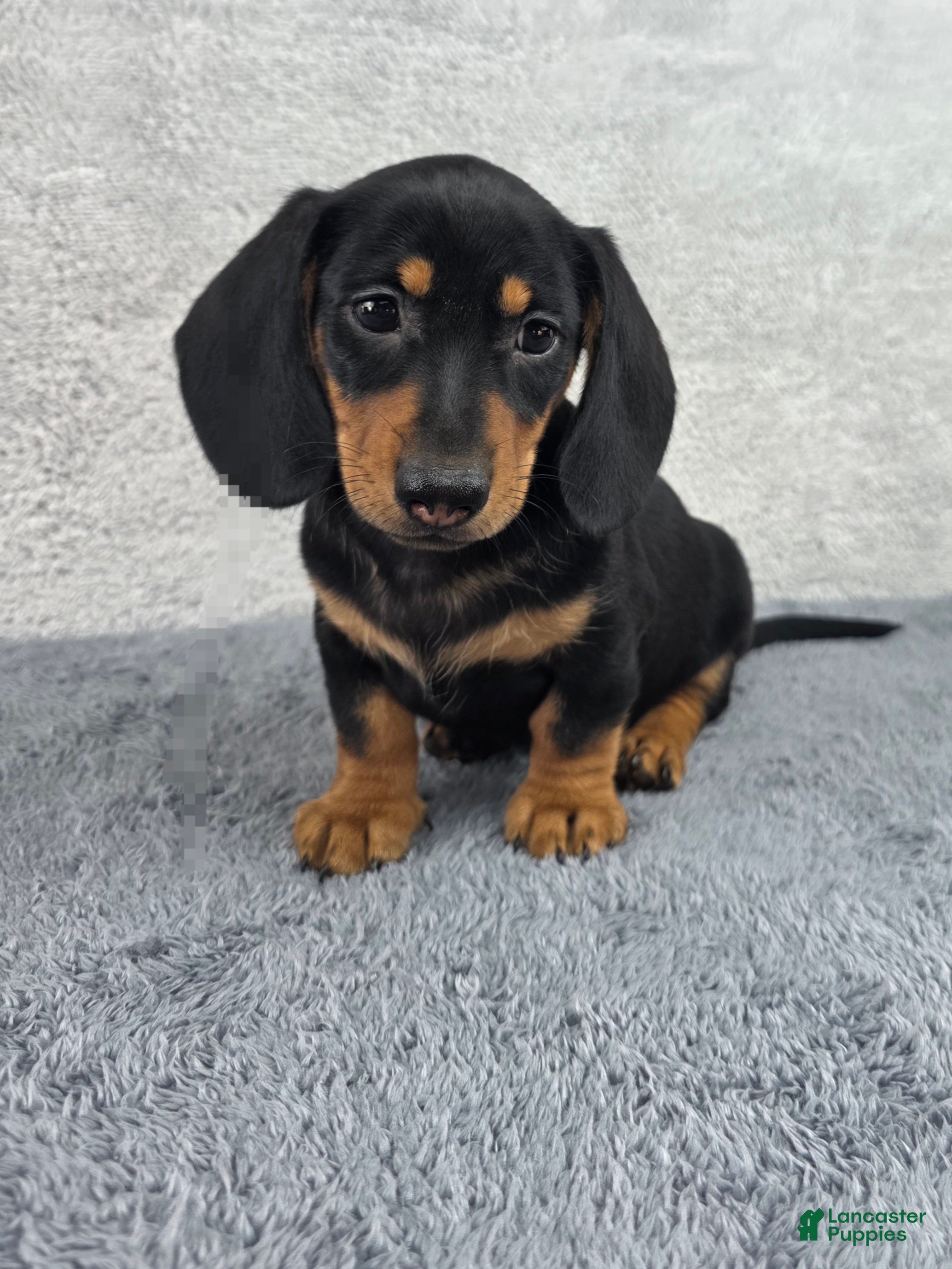 Miniature Dachshund dogs Milo - Ad 1