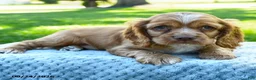 Cocker Spaniel dogs for sale: Starbucks - Ad 5