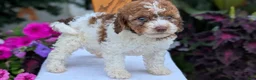 Maltipoo dogs for sale: Kip - Ad 8