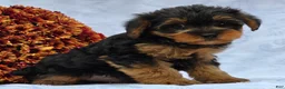Yorkiepoo dogs for sale: Lucas - Ad 5
