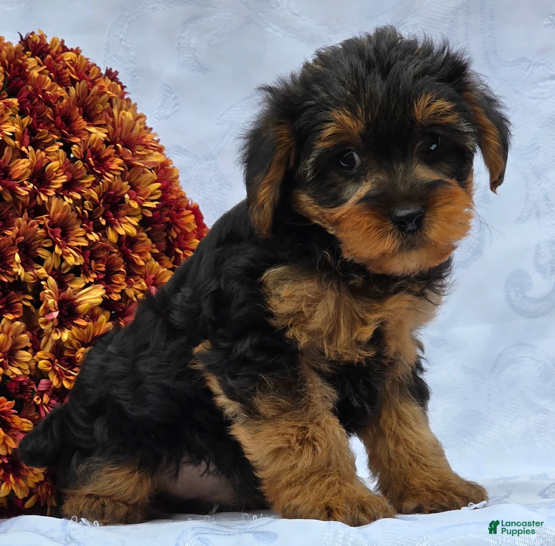Yorkiepoo dogs for sale: Lucas - Ad 5