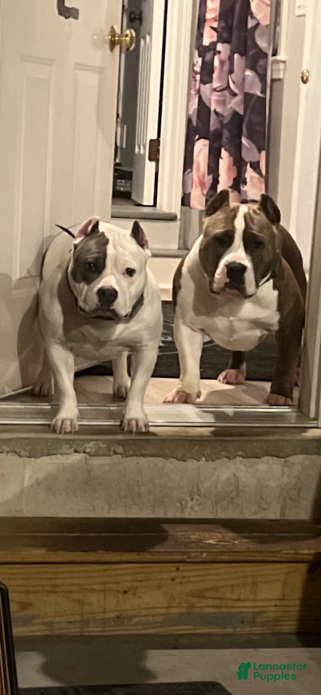 American Bully dogs for sale: American Bully Puppy 4 - Ad 3