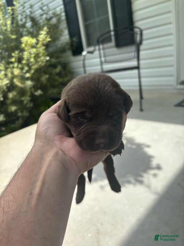 Labrador Retriever dogs Areo - Ad 21