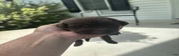 Labrador Retriever dogs for sale: Areo - Ad 1