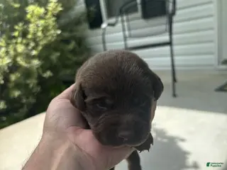 Labrador Retriever dogs Areo - Ad 21