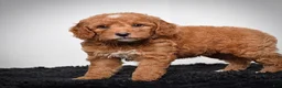 Mini Goldendoodle dogs for sale: Ms. Alice - Ad 4