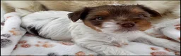 Yorkshire Terrier dogs for sale: Flint, AKC Chocolate Parti - Ad 1
