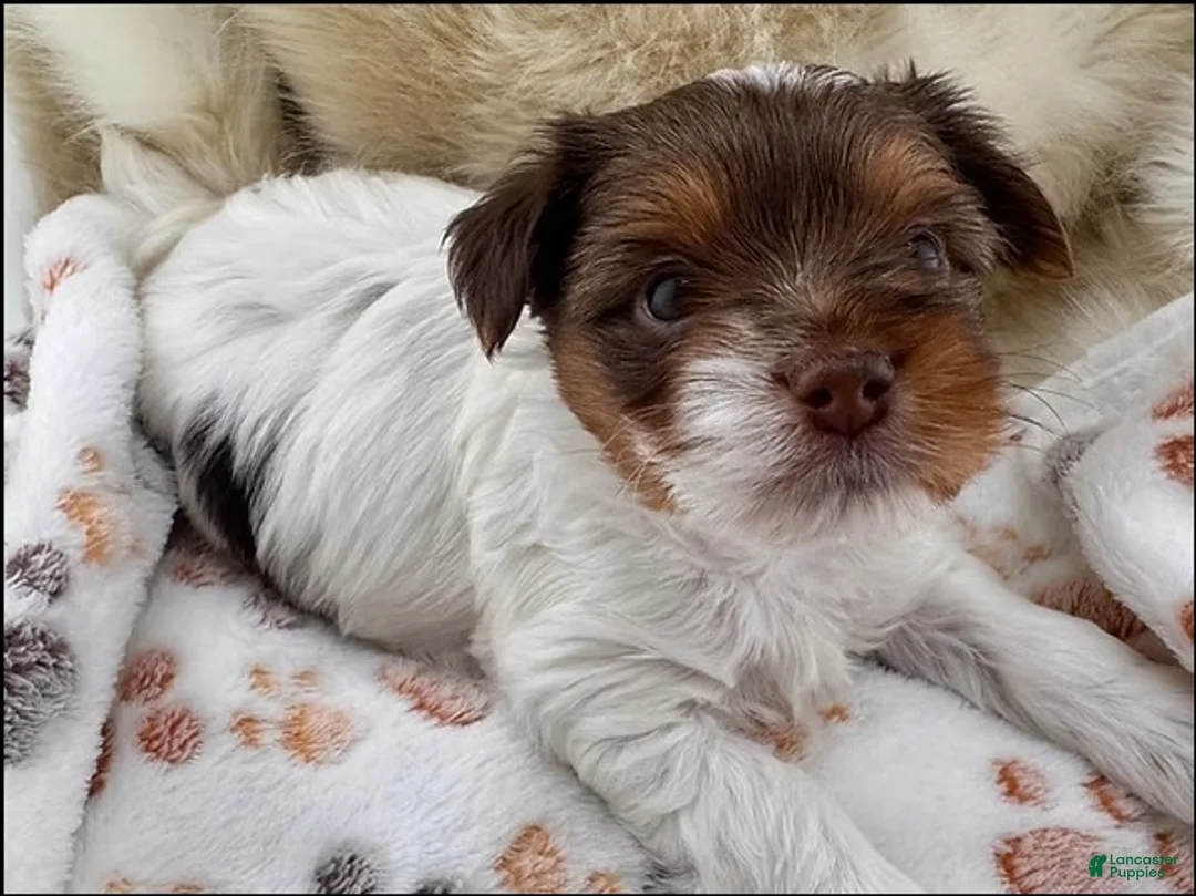 Yorkshire Terrier dogs for sale: Flint, AKC Chocolate Parti - Ad 1