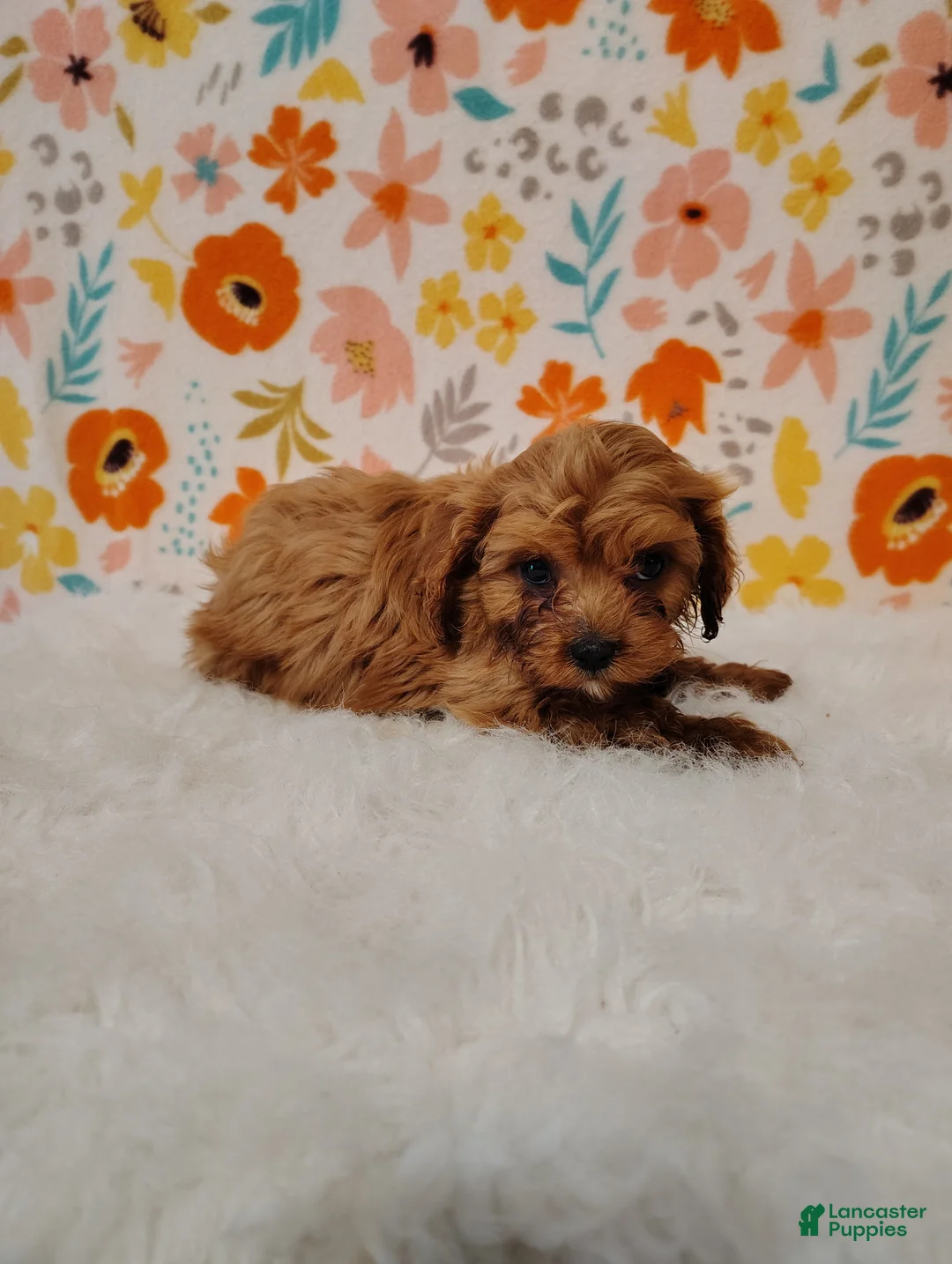 Cavapoo dogs for sale: Layla - Ad 2