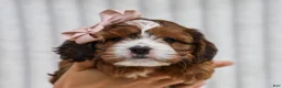 Cavapoo dogs for sale: Ona Cavapoo Pup - Ad 5