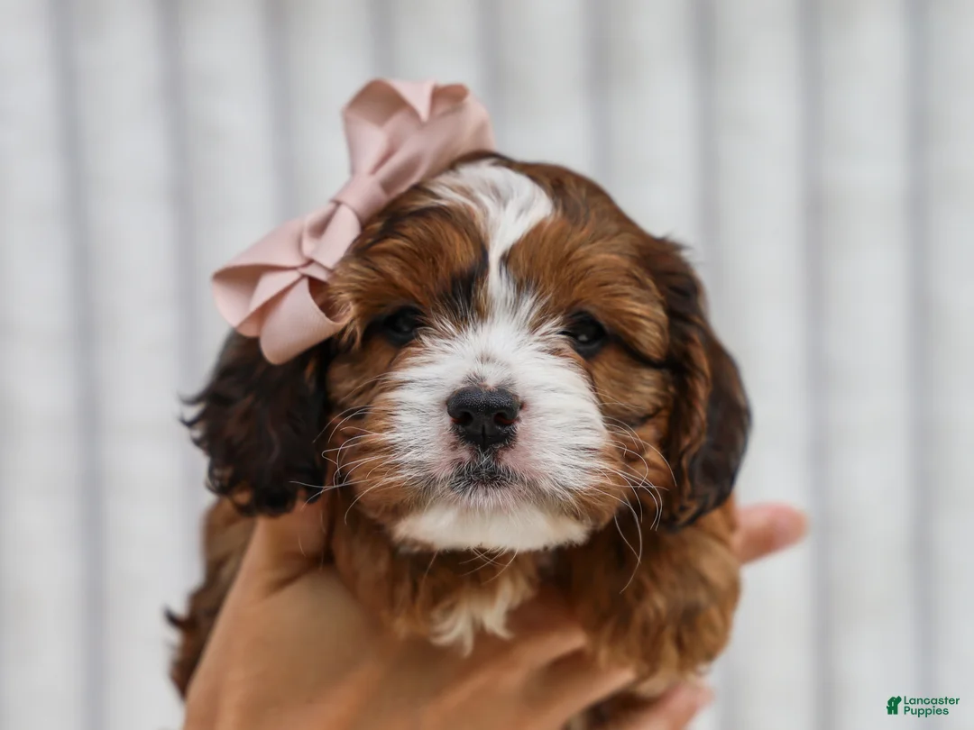 Cavapoo dogs for sale: Ona Cavapoo Pup - Ad 5