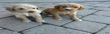 Goldendoodle 6