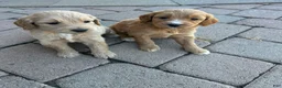 Goldendoodle dogs for sale: Goldendoodle 6 - Ad 1