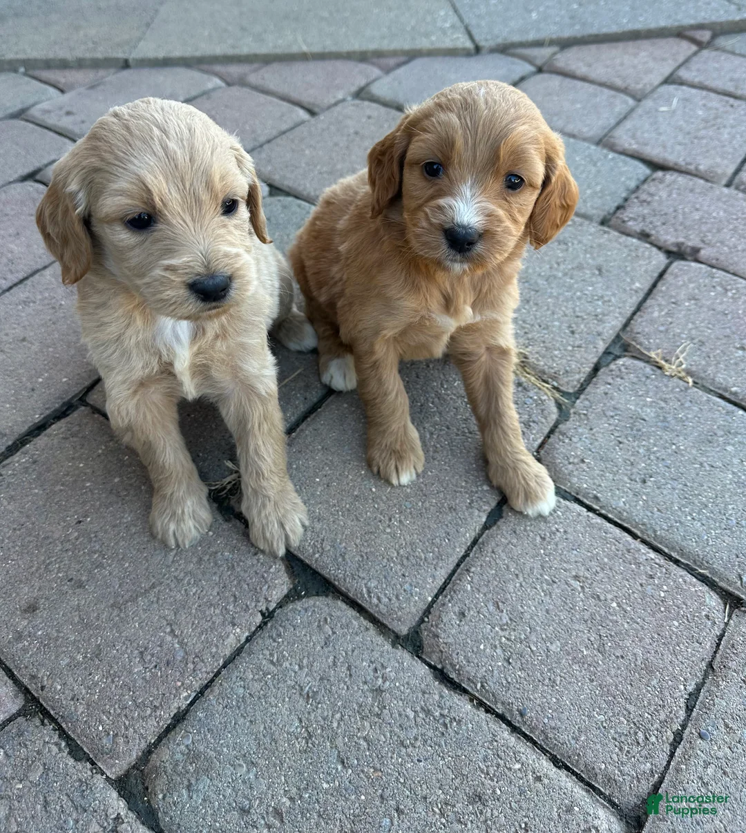 Goldendoodle dogs for sale: Goldendoodle 6 - Ad 1