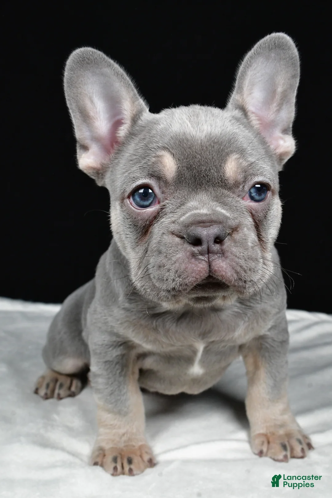 French Bulldog dogs for sale: Griffin - Ad 2