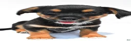 Mixed Breed dogs for sale: Keith - Ad 1