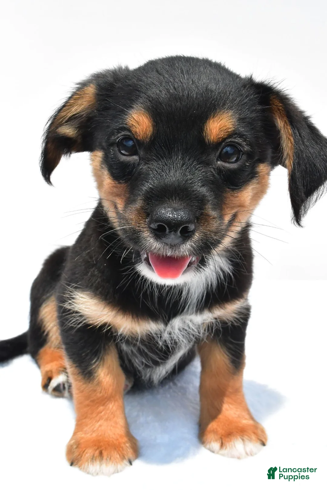 Mixed Breed dogs for sale: Keith - Ad 1
